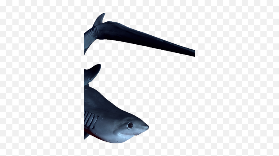 Thresher - Requiem Sharks Emoji,Shark Emoticon Depth