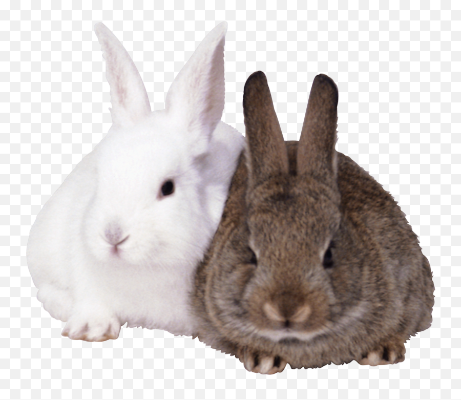 Two Rabbit Png Transparent Images Free Download - Yourpngcom Rabbits Png Emoji,Rabbit Emoticon Transparent Black And Wite