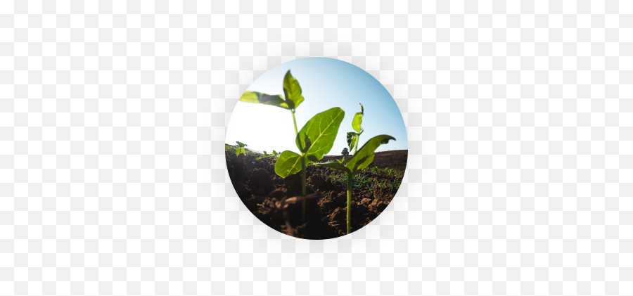 Healthy Sustainable Living - Ifba Emoji,Plant, Emotions, Plant On A Shelf