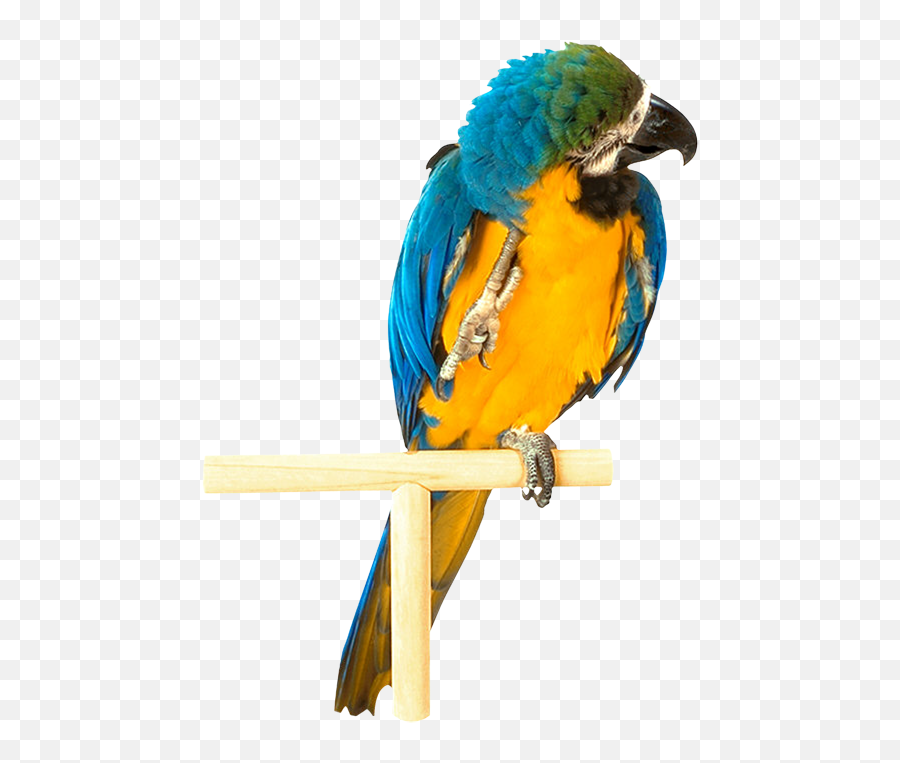 Parrot Png Images Free Pictures Download Emoji,Spinning Parrot Emoji