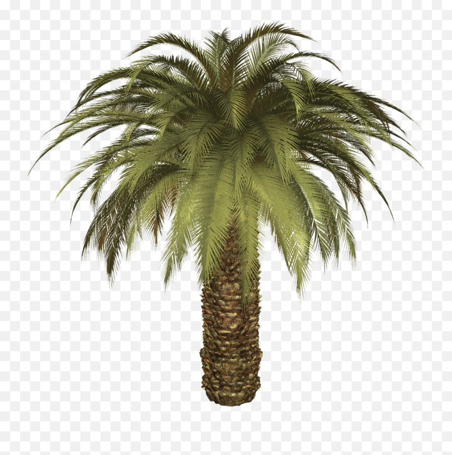 Palm Clipart Free Download On Webstockreview - Palm Oil Tree Transparent Emoji,Palm Tree Emoticon