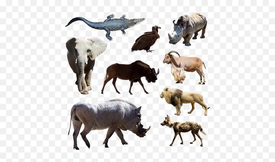 Animals Psd Official Psds - Animal Figure Emoji,Warthog Emoji