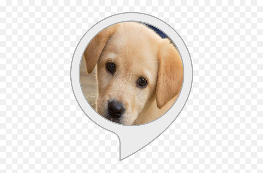 Alexa Skills - Labrador Retriever Emoji,Emotion Chihuahua