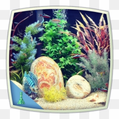 Colourful Tank - Artificial Aquarium Plant Emoji,Girls Emoji Tank