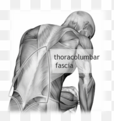 Bowen Therapy - Fascia Muscle Emoji,Fascia Emotions