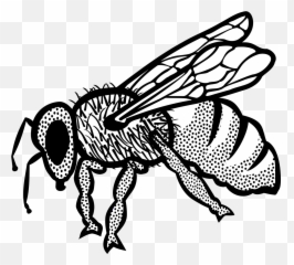 Honey Bee Clip Art - Insect Png Download 12801151 Free Ar Çizimi Emoji,Honey Bee Emoji