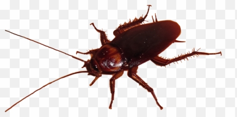 The Most Edited - Russian Cockroach Emoji,Cockroach Emoji
