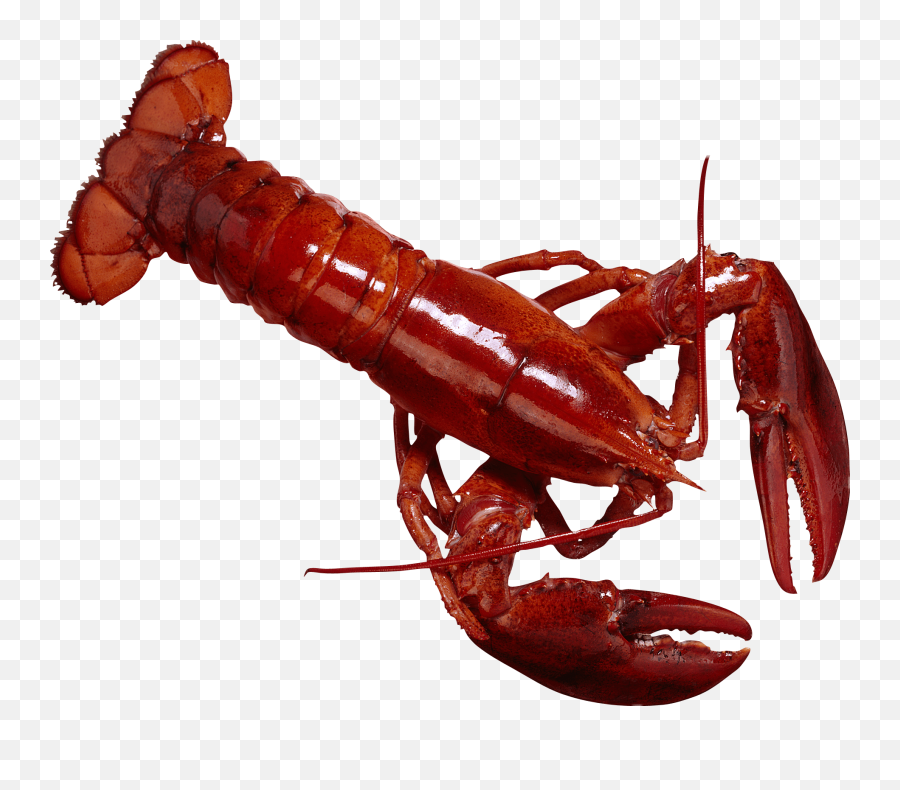 Crab Lobster Red Sticker - Kinds Of Lobster In The Philippines Emoji,Lobster Emoji