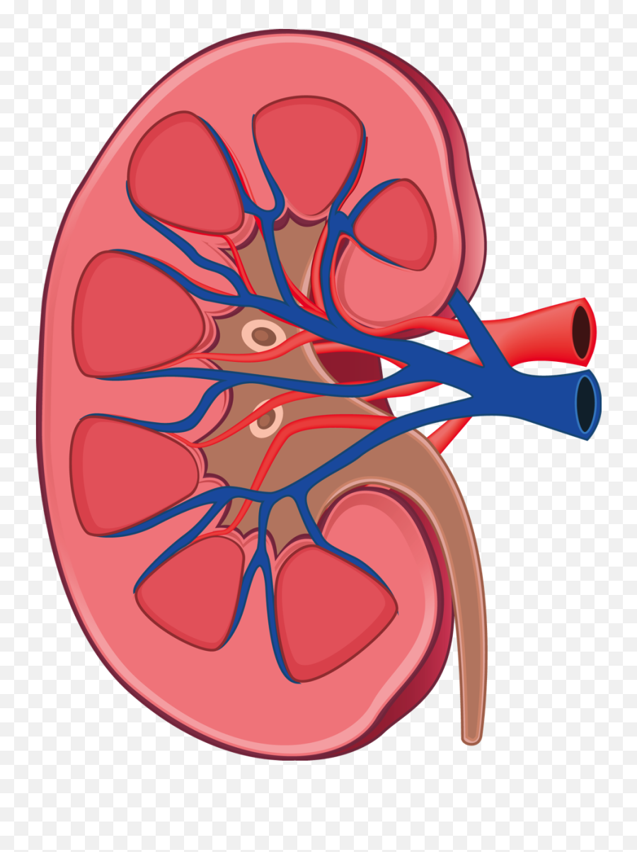 Pittsburgh Center For Kidney Research - Kidney Clipart Png Emoji,Patton Sanders With A Bunch Of Heart Emojis