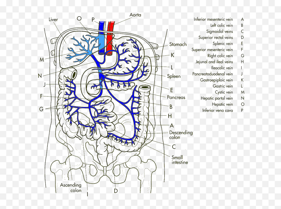 Liver Meridian - Hepatic Portal System Emoji,Chinese Medicine Emotions Organs Chart