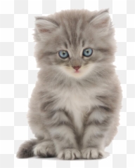 Ragdoll Kitten Hello Kitty Cat Food - Cute Kitten Png Emoji,Blushing Kitty Emoticon