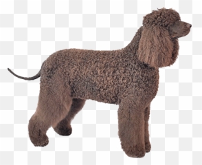 Gallery - Curly Emoji,Irish Wolfhound Emoji