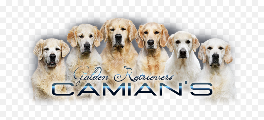 Golden Retriever Camianu0027s - Northern Breed Group Emoji,Labrador Retriever Happy Birthday Emoticon