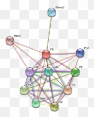Cfh Protein Mouse - String Interaction Network Emoji,Slp Visual Supports Emotion Scale