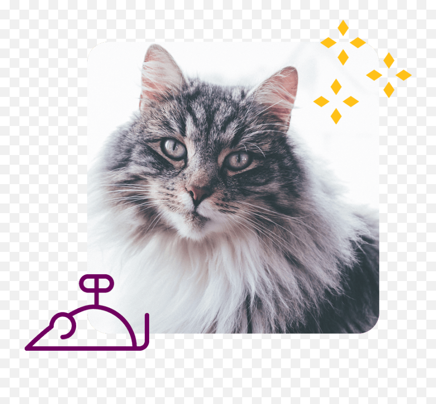 Feline Fine Cat Clinic Modern Personalized Low - Stress Emoji,Which Emotion Are You Today White Cat
