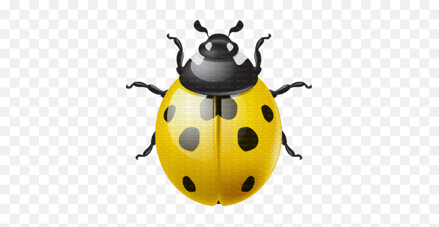 Kazcreations Ladybugs Ladybug - Picmix Emoji,Beetle Emoji