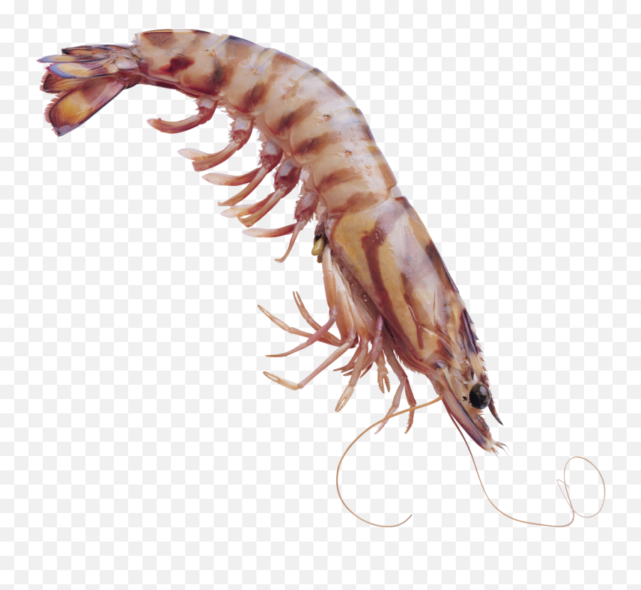 Shrimps Png Transparent Background - High Quality Image For Emoji,Shrimp In Shrimp Emoji