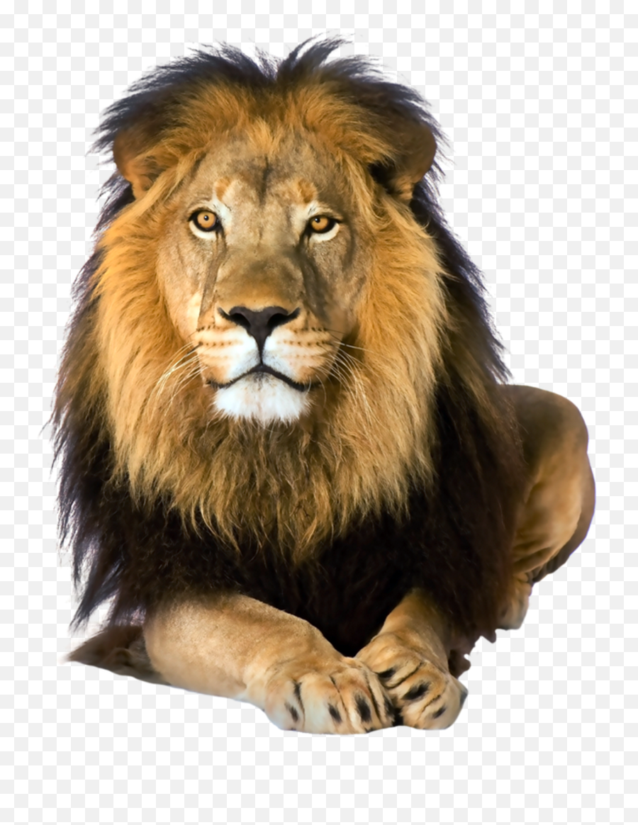The Coolest Lion Animals U0026 Pets Images And Photos On Picsart - Lion Png Emoji,Lion Emoji