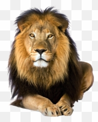 The Coolest Lion Animals U0026 Pets Images And Photos On Picsart - Lion Png Emoji,Lion Emoji