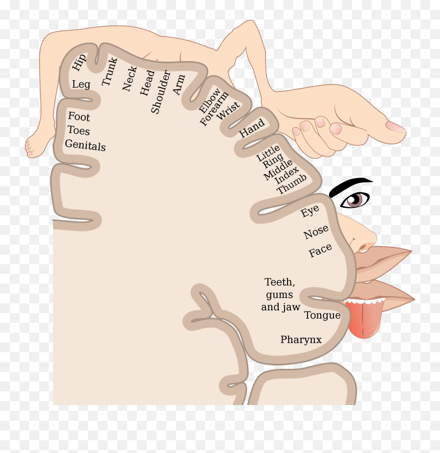 85 Central Nervous System U2013 Human Biology - Brain And Parts Of Body Emoji,Structures Of The Limbic System Involved With Emotions