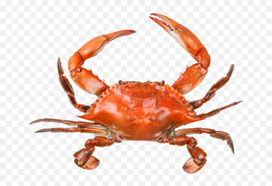 Crab Sticker - Crab Seafood In Pakistan Emoji,Crab Emoji