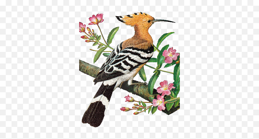 Glitter Gif Picgifs Birds 1682054 - Hoopoe Bird Animated Gif Emoji,Bird Gif Emoticons