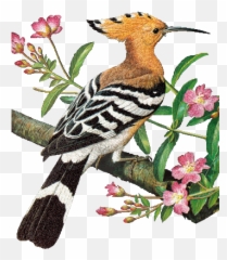 Glitter Gif Picgifs Birds 1682054 - Hoopoe Bird Animated Gif Emoji,Bird Gif Emoticons