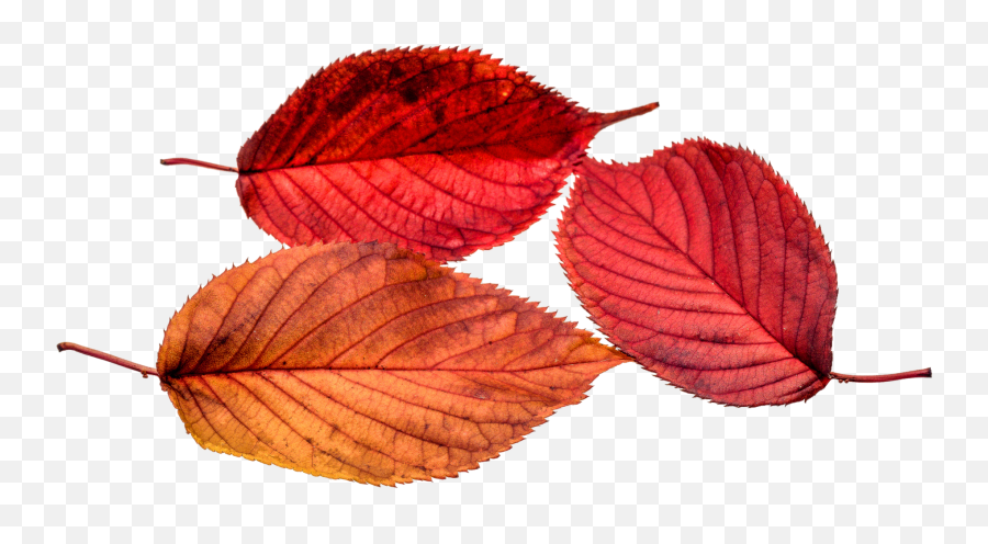 Autumn Leaves Leaf Png Images Leafs - Leaves Png Autumn Emoji,Emotions Music Leaves