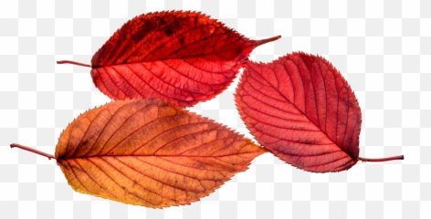 Autumn Leaves Leaf Png Images Leafs - Leaves Png Autumn Emoji,Emotions Music Leaves