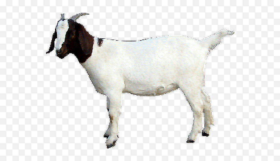 Goat Sticker By Muhammed Faisal - Got Images Animal Png Emoji,The Goat Emoji