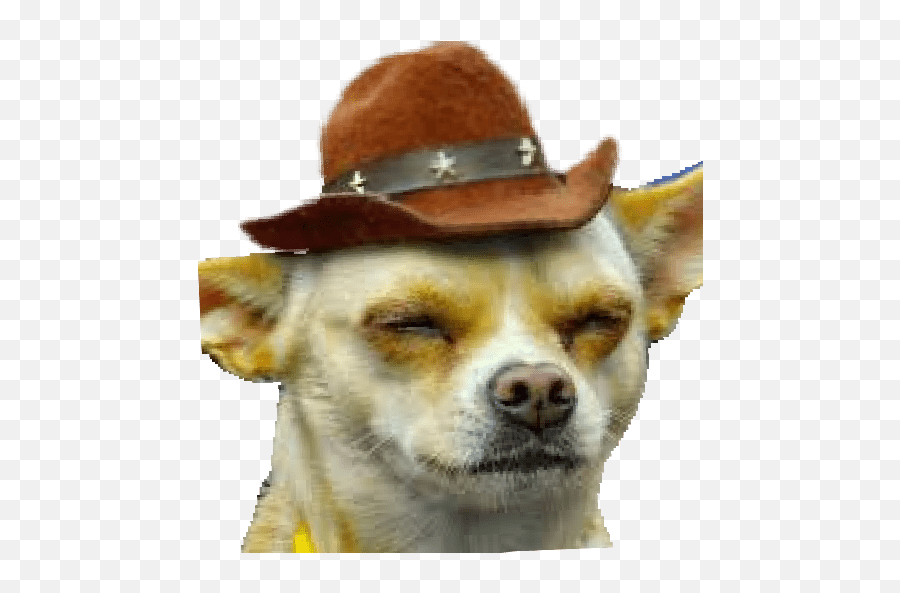 Brawlzileiraum Memes 8 - Costume Hat Emoji,Animals With Cowboy Hats Emojis