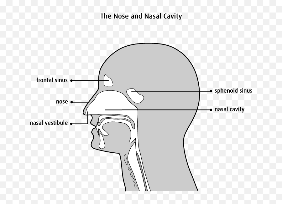 The Nasal Cavity And Paranasal Sinuses - Canadian Cancer Society Draw A Nasal Cavity Emoji,Emotions Of A Skull