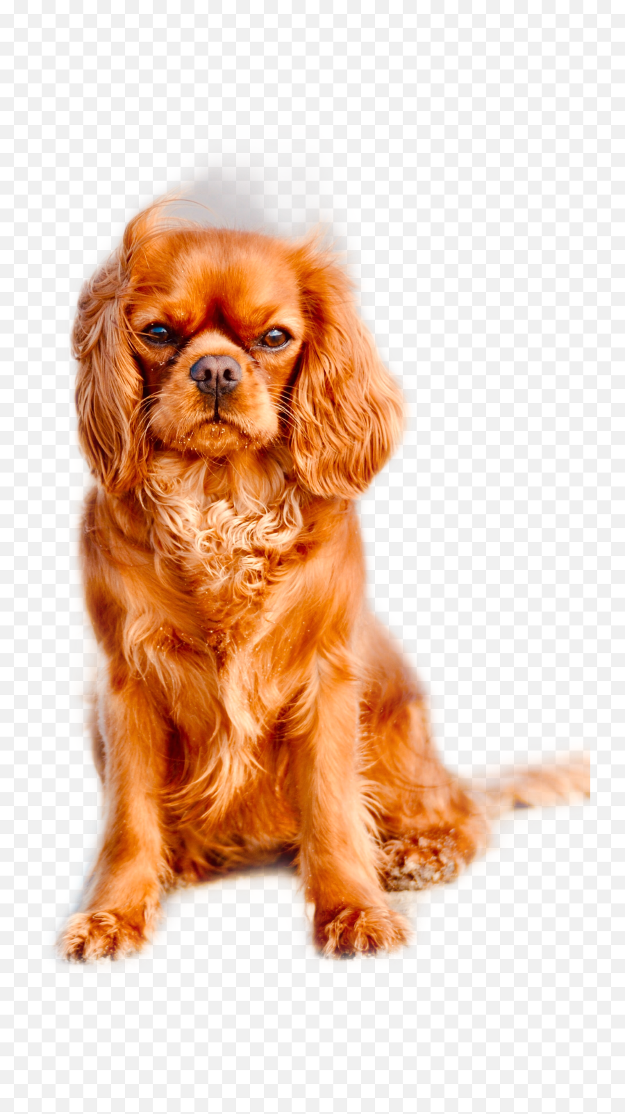 Doggy Owner Sticker - Personas Y Animales Enojados Emoji,Cavalier King Charles Spaniel Sticker Emoji