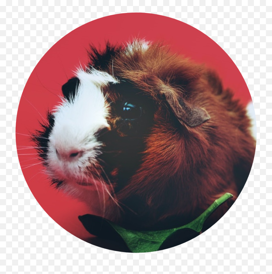 Can My Guinea Pig Eat Chia Seeds - Transparent Two Guinea Pig Emoji,Small Chia Pet Emoji