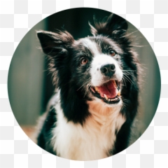 Decokennel - Dog Eye Expressions And What They Mean Emoji,Animals Emotions