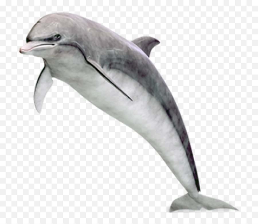 Real Dolphin Hd Png Transparent Images - Real Dolphin Png Emoji,Dolphin Emoji Vector