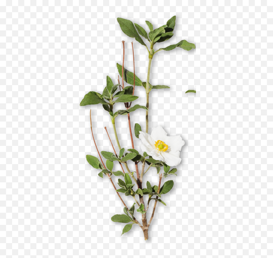 What Is Cistus Essential Oil What Is It Used For And What Emoji,Sweet Emotion What Year Did It Come Out