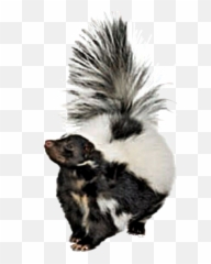 Skunk Sticker - Skunk Png Emoji,Skunk Emoji