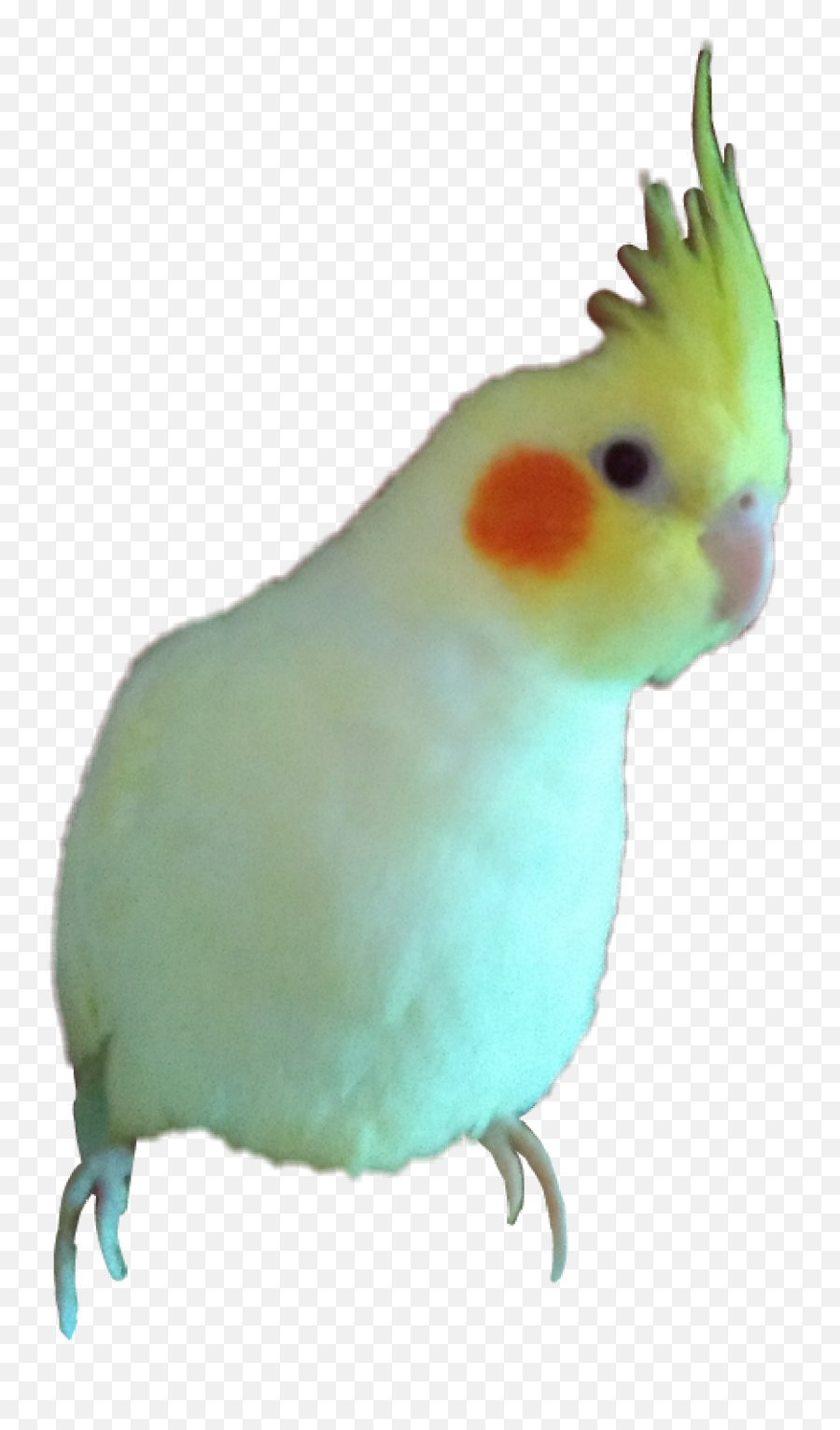 The Most Edited Emoji,Cockatoo Facebook Emoji