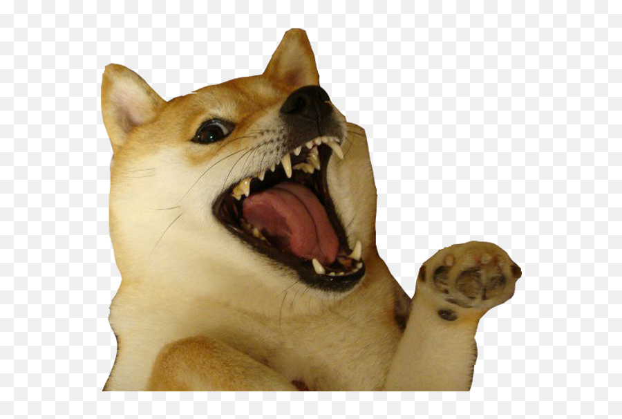 Shiba Dogs Head - Meme Dog Png Gif Emoji,Shiba Emoji