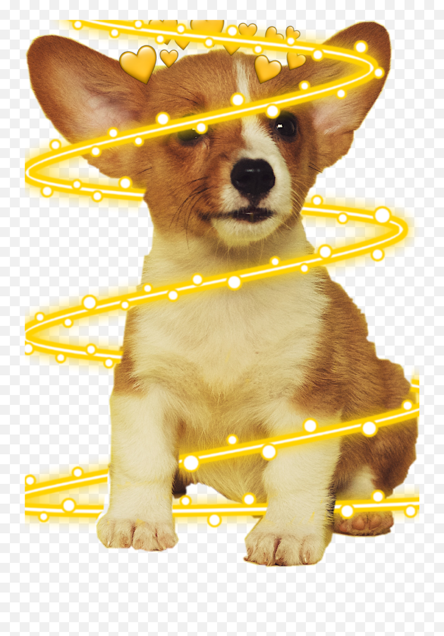 Doogy U0026 Similar Hashtags Picsart Emoji,Welsh Corgi Emoticon