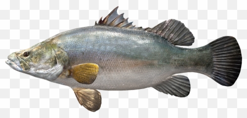 Developer Diaries Congo River Africa - News Fishing Emoji,Emoji For Youtube Comments Fish