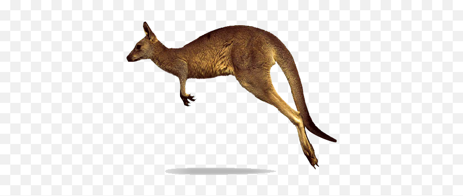 Kangaroo Png Images Free Download - Jumping Kangaroo White Background Emoji,Kangaroo Emoji