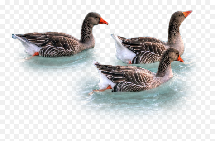 Discover Trending - Greylag Goose Emoji,Silly Goose Emoji