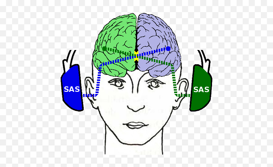 The Science Behind Sas - Sas Centre Left Ear Right Brain Emoji,Emotion Controlled Cat Ears