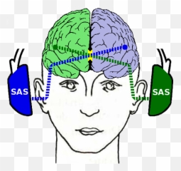 The Science Behind Sas - Sas Centre Left Ear Right Brain Emoji,Emotion Controlled Cat Ears