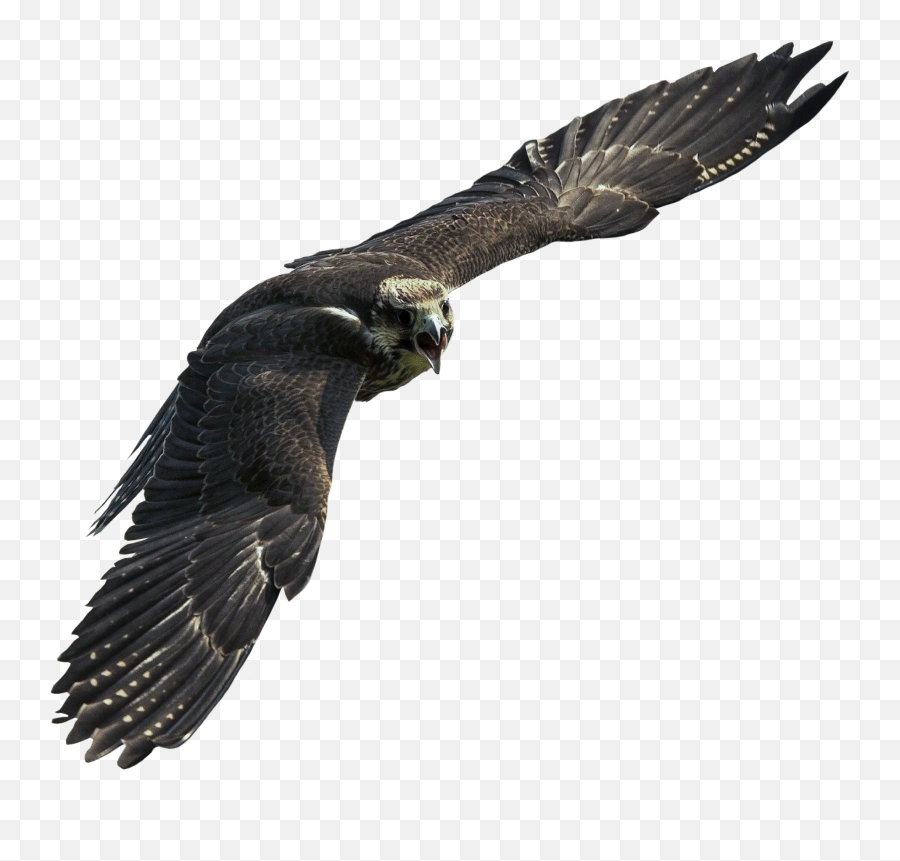 Hawk Sticker By Rafaelmolko - Korede Bello Champion Emoji,Hawk Emoji