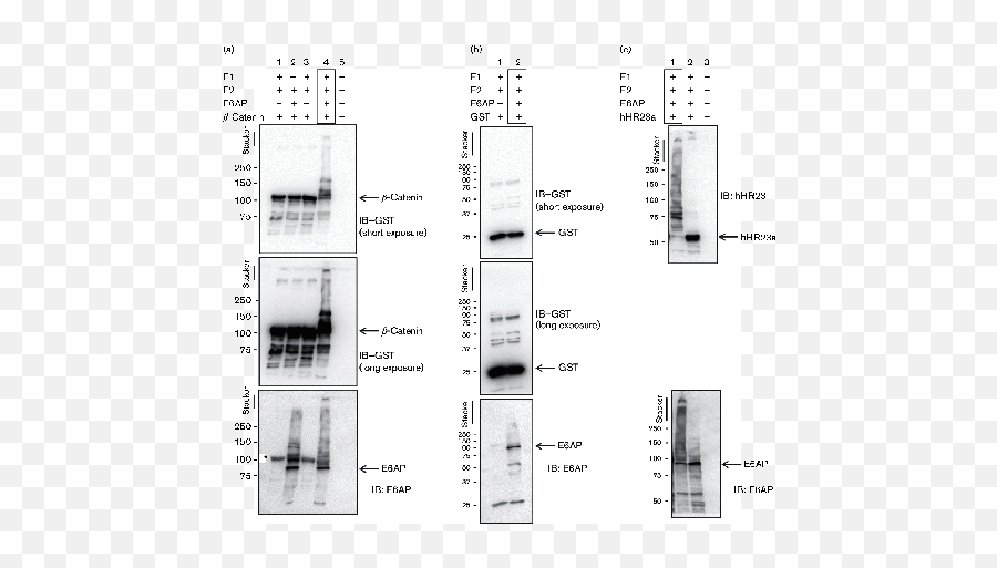 Ubiquitin Ligase E6ap Mediates Nonproteolytic - Vertical Emoji,Icq Emoticon Gif Codes Within Colons