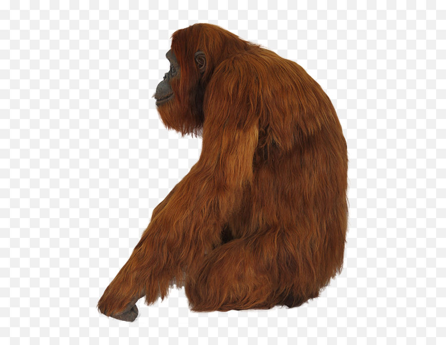 Orangutan Emoji - Orangutan Sitting By The Side,Ios 12.1.4 Emoticons