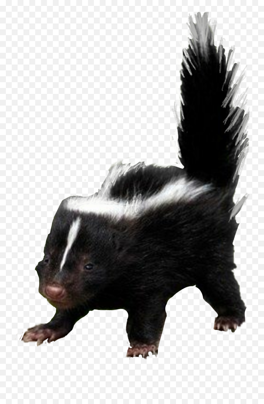 Skunk Sticker - Striped Skunk Emoji,Skunk Emoji